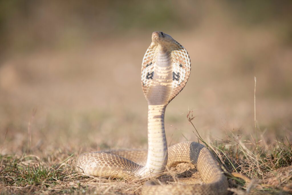 King cobra