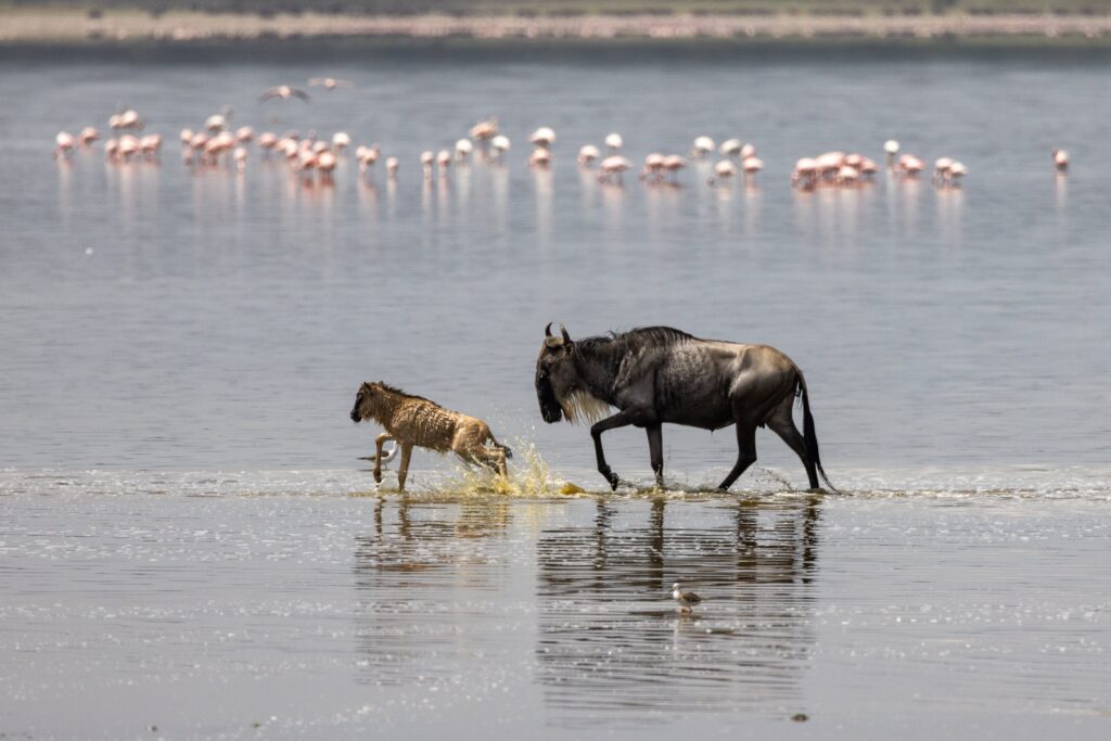 animals trying to escape water